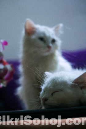 Persian pet kitten